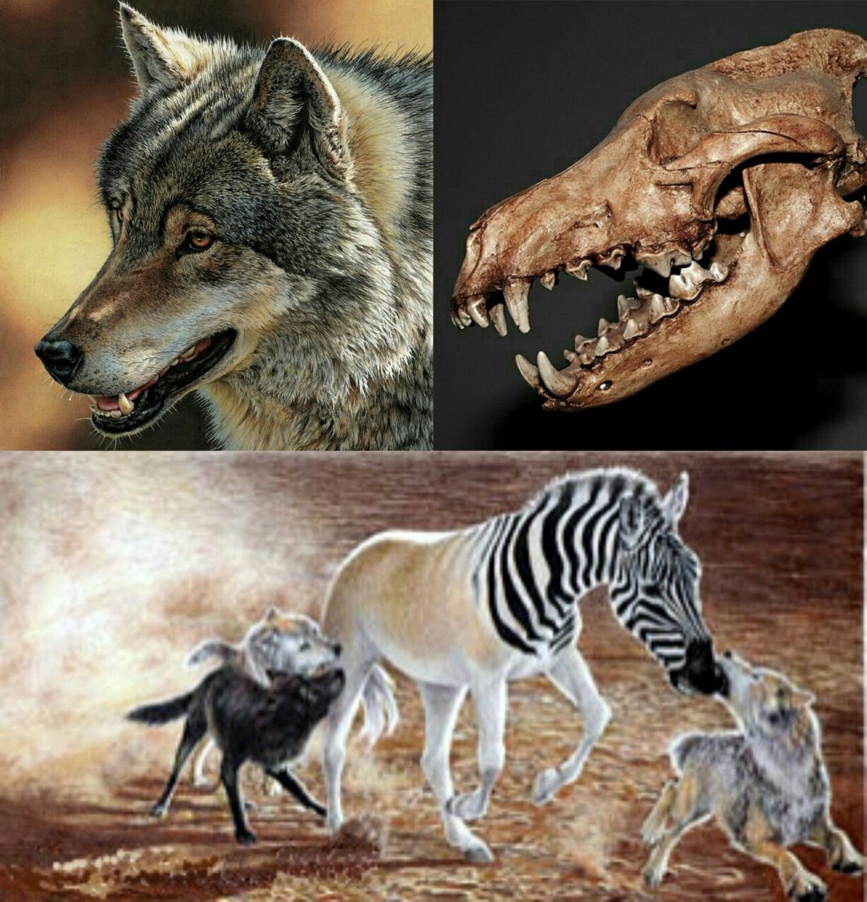 Все вымершие живут. Канис Дирус. Доисторический волк canis Dirus. Aenocyon Dirus.