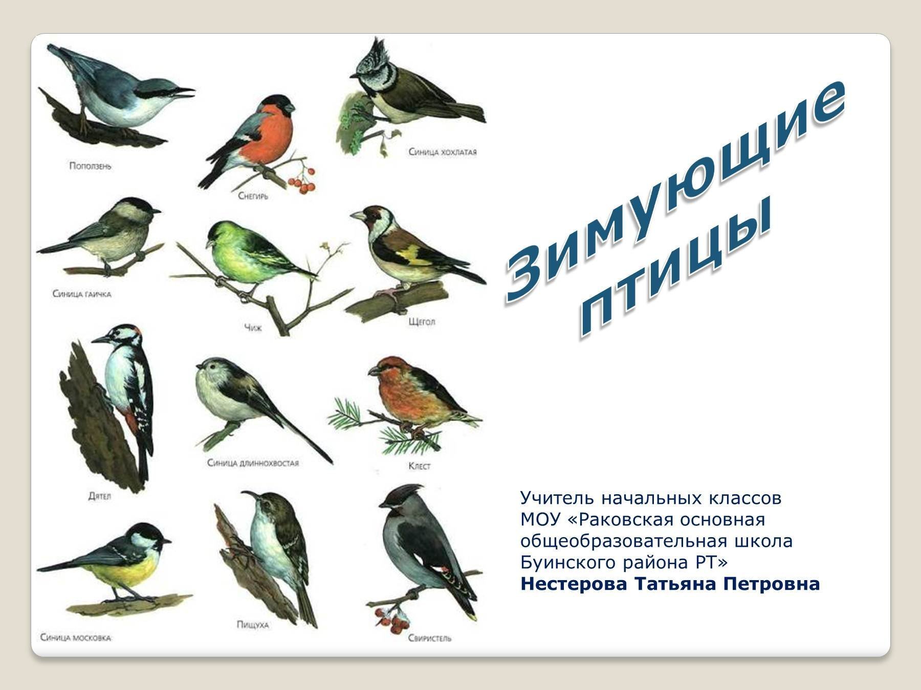 Birds of Russia and Crimea | Птицы России и Крыма's Journal