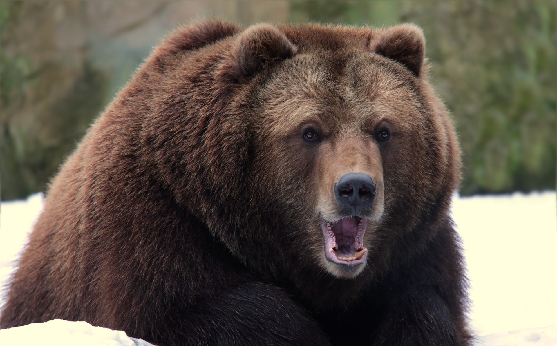 Какие медведи крупнее. Медведь Гризли злой. Медведь Гризли медведь Гризли. Гризли североамериканский бурый медведь. Бурый медведь Кадьяк.