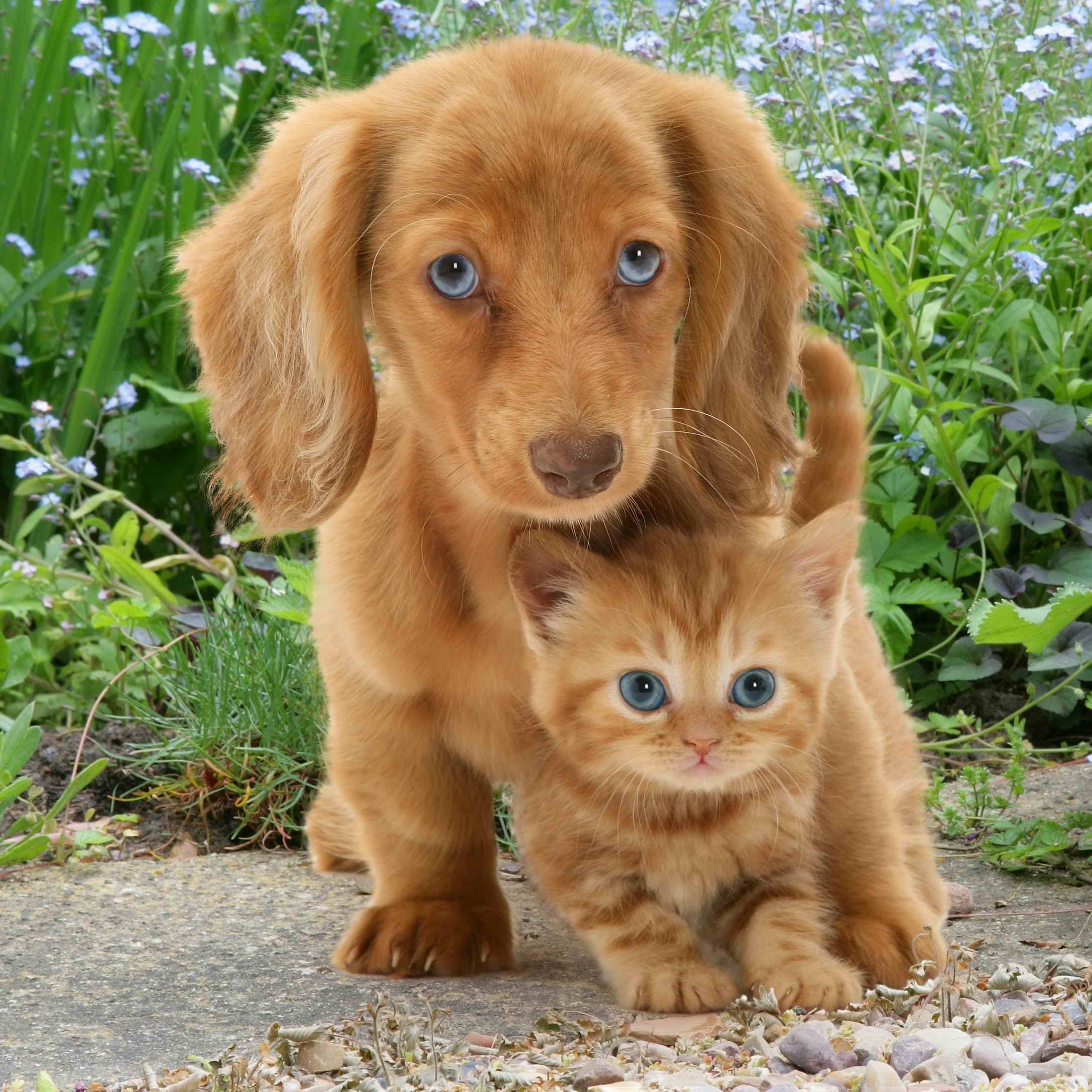 Ну всякие разные. Собачки и кошечки. Милые котята и щенки. Рыжий щенок. Красивые домашние животные.