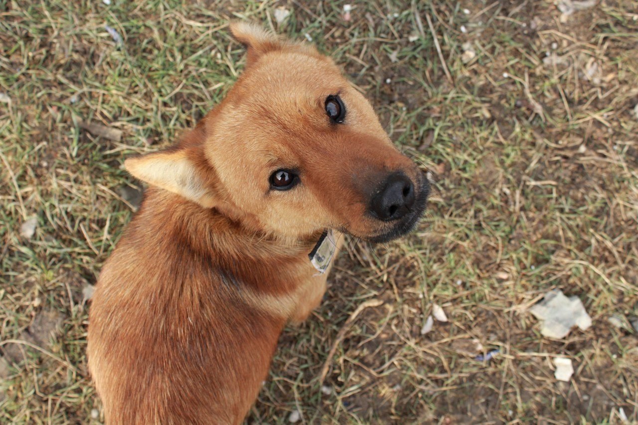 Собака рыжик. Рыжик собака среднего размера. Пес Рыжик 40 лет. Рыжая собака Рыжик.