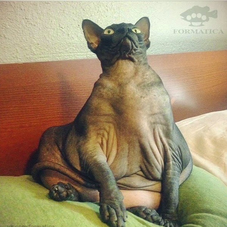 Толстый кот сфинкс