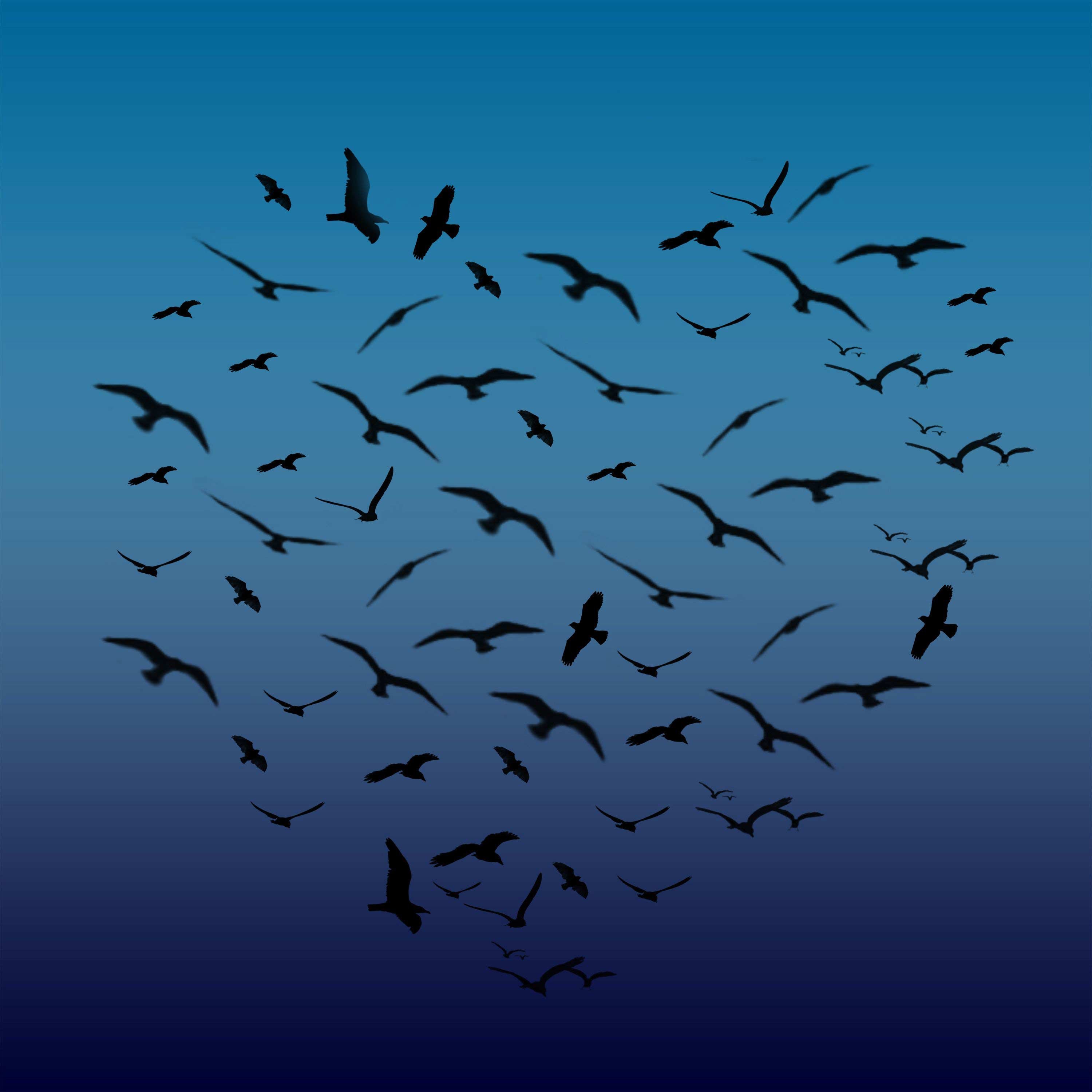 Птицы летающие стаями