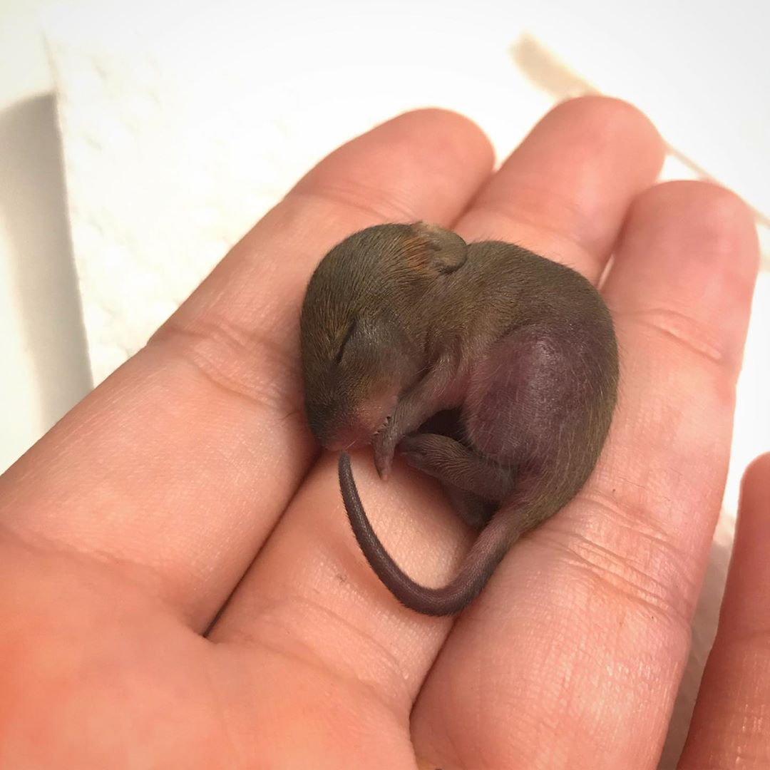 Новорожденные детеныши мыши