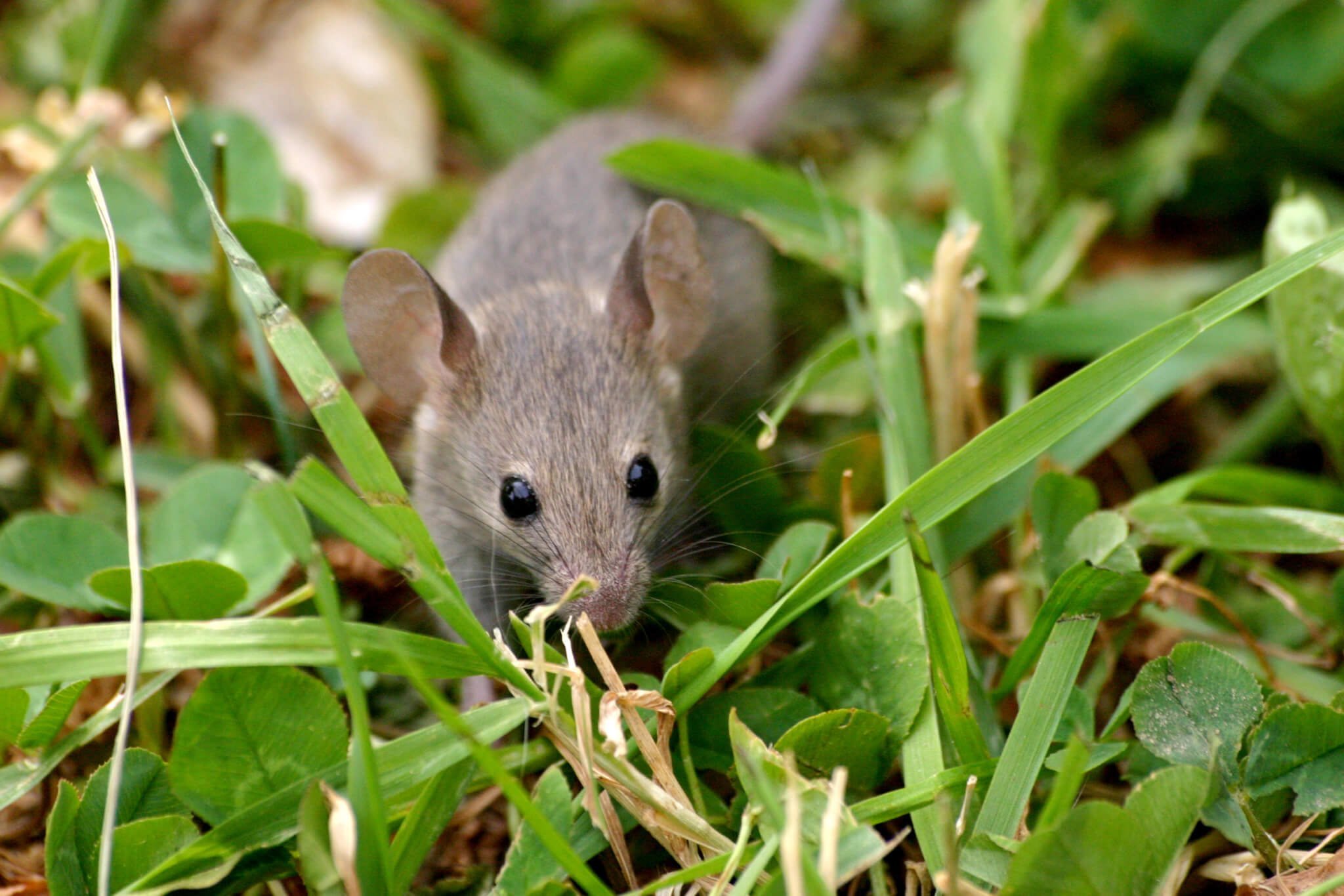 Мыши в огороде. Мышь иглистая. Акомис иглистая мышь. Грызуны в огороде.