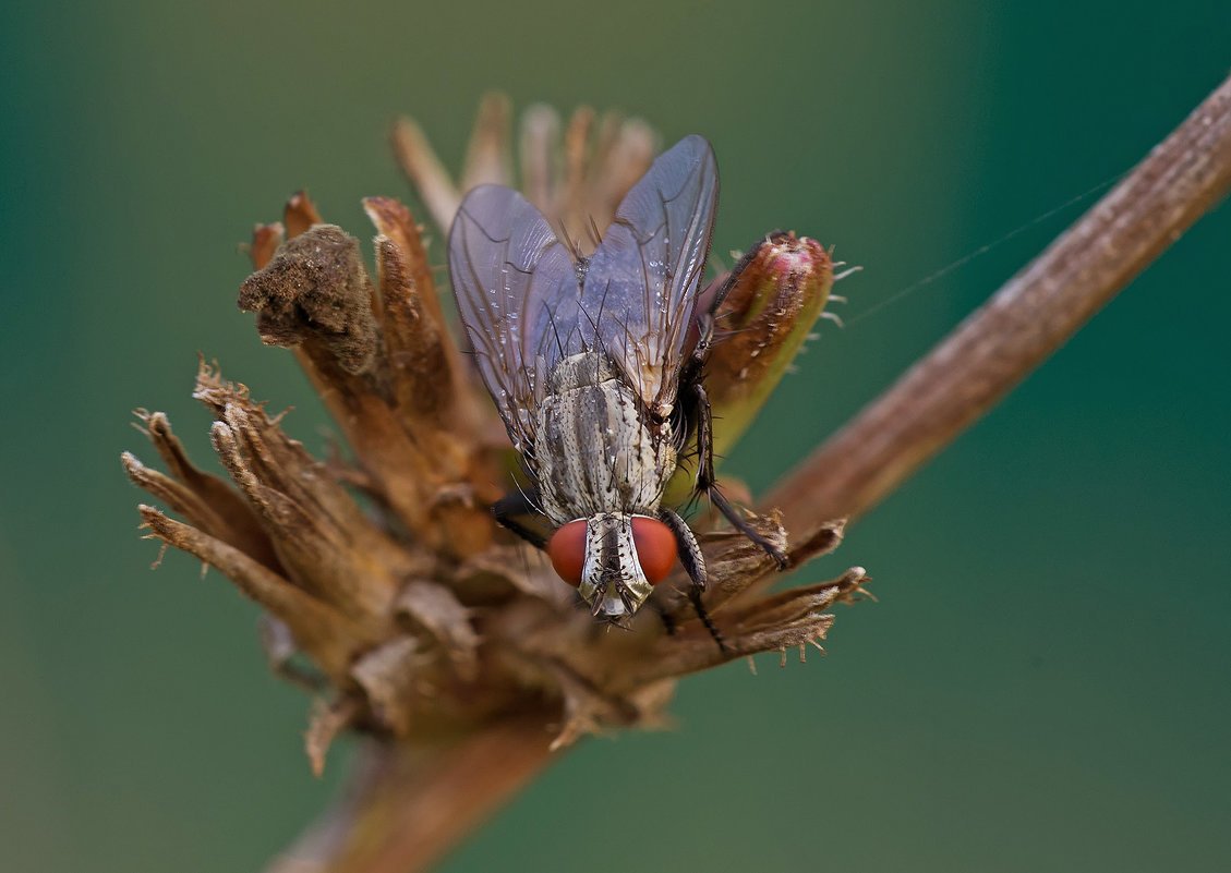 Земляная муха. Земляная мушка. Земляные осы мухи. Земляная Муха фото.