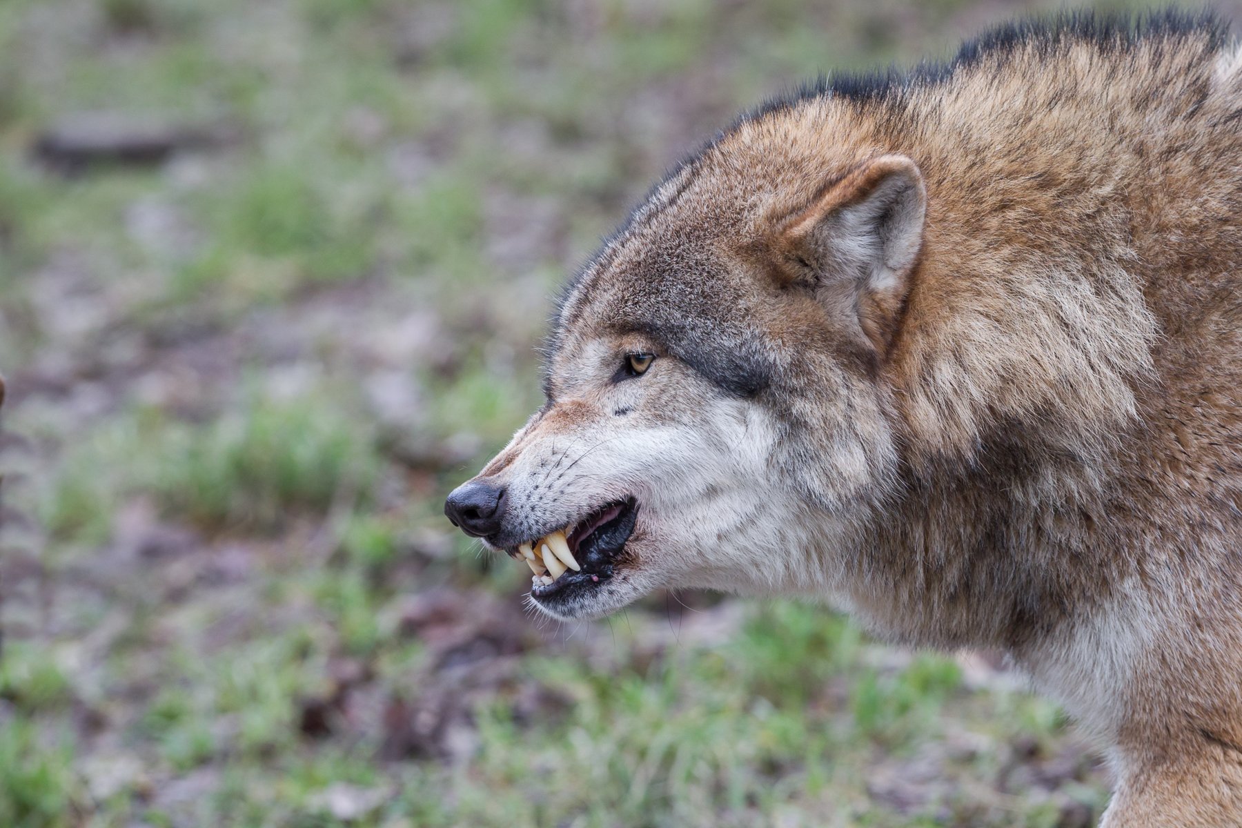 Жизнь диких волков