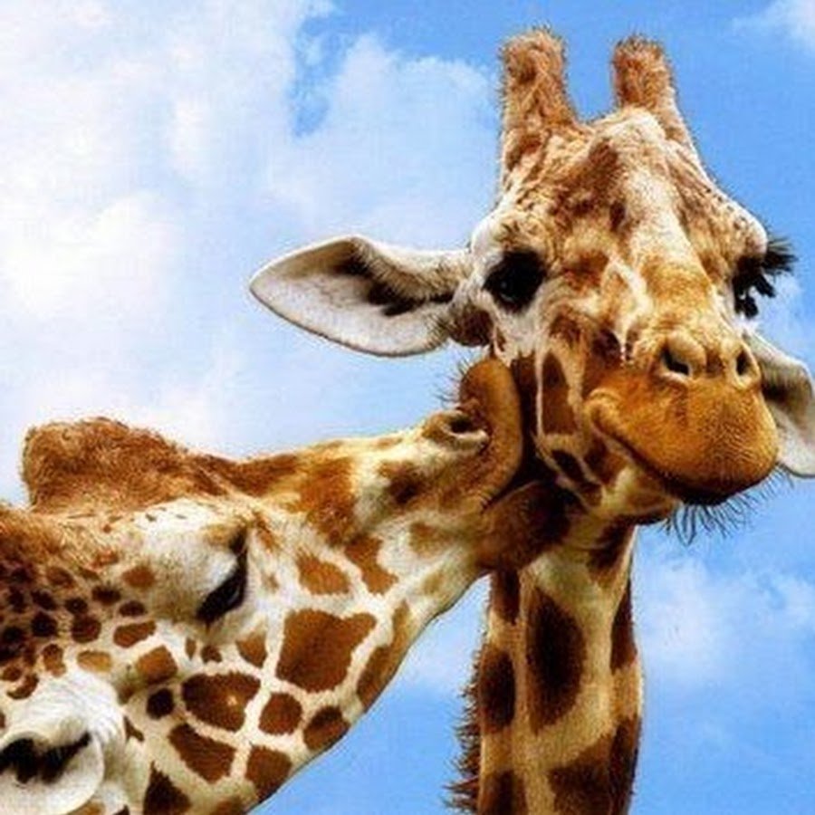 Влюбленный Жираф
