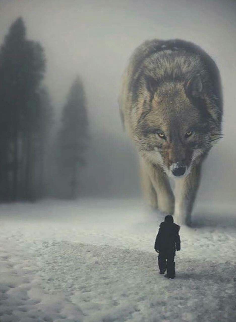 Волк уходит