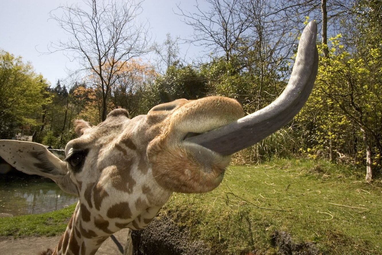 Длинный язык жирафа. Язык жирафа. У жирафа самый длинный язык. Длинный язык у животных.