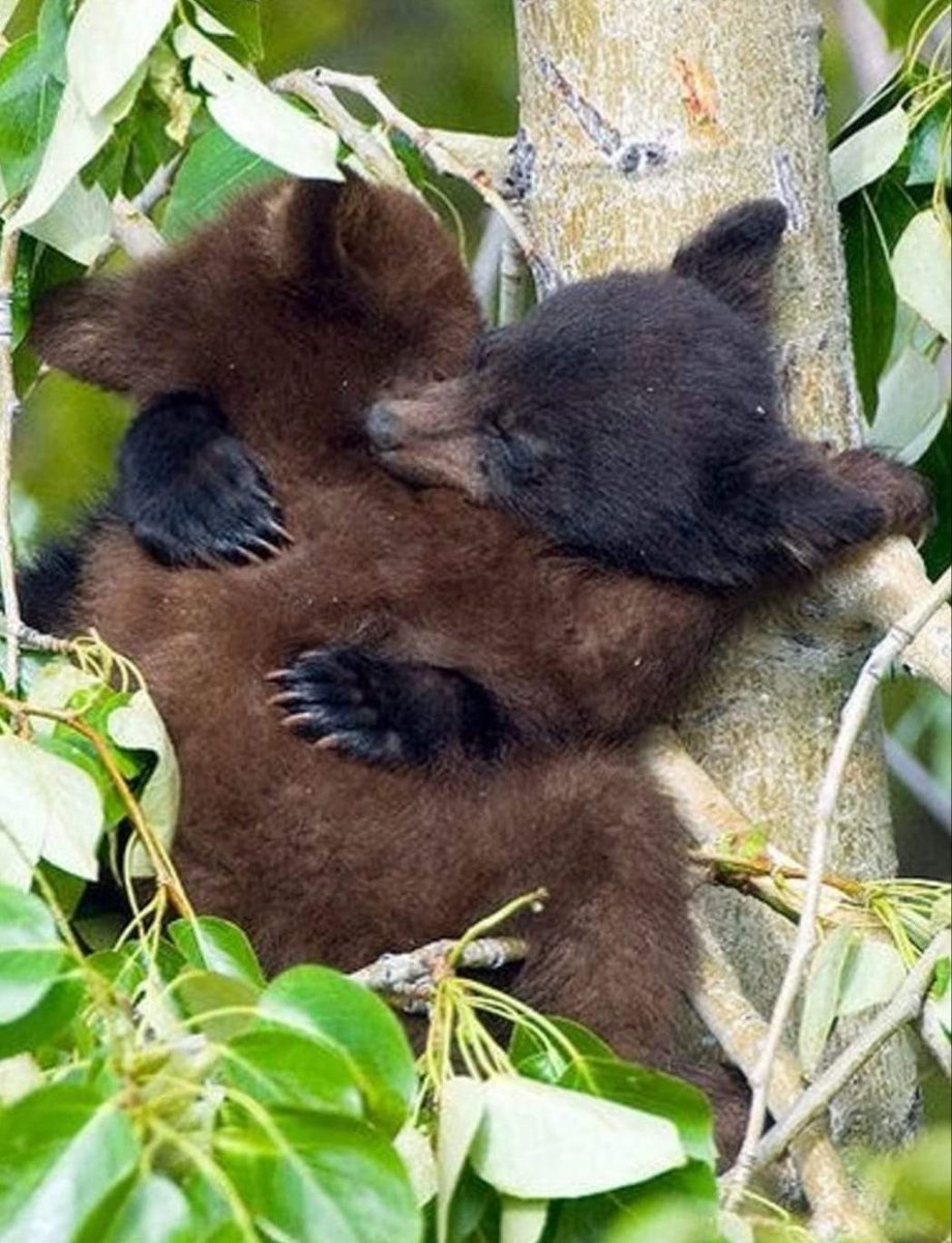 Спящие медвежата