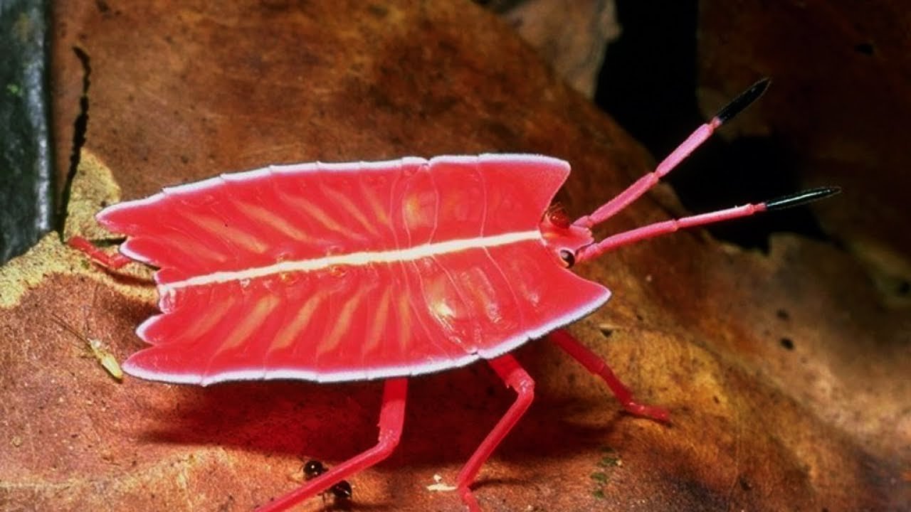 необычные насекомые мира фото с названиями