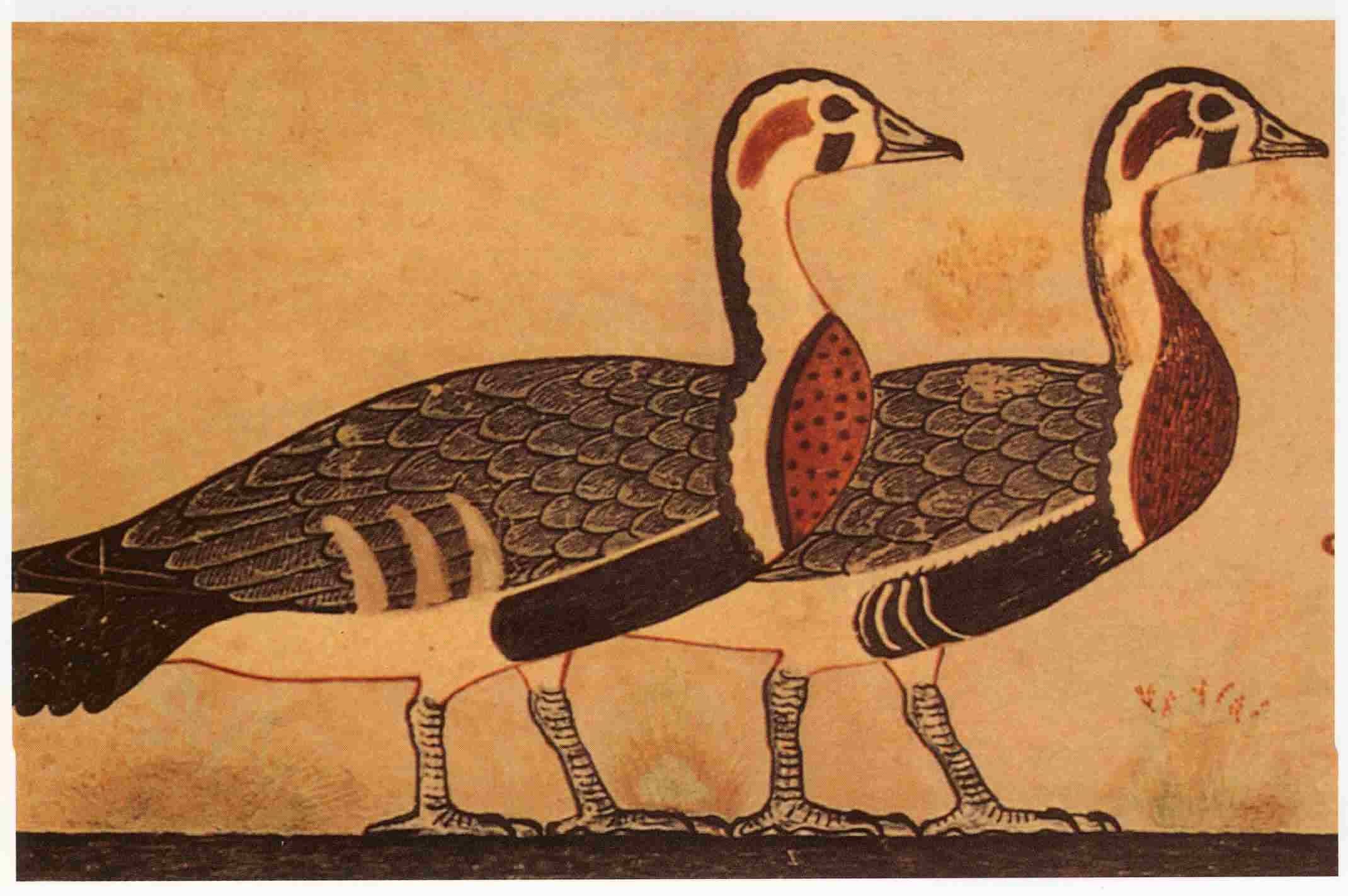 ибис птица египет