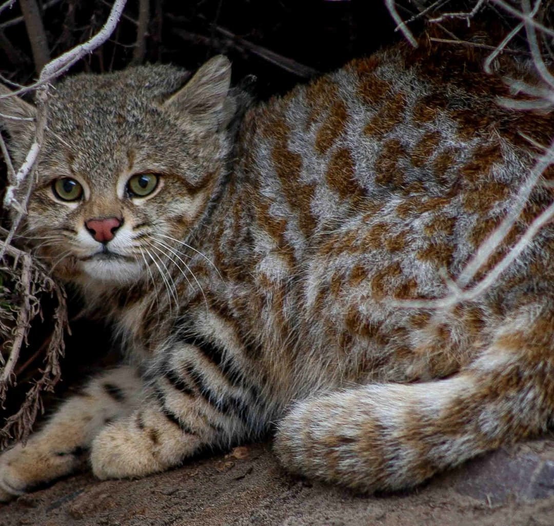 Пампасская кошка (leopardus Pajeros),
