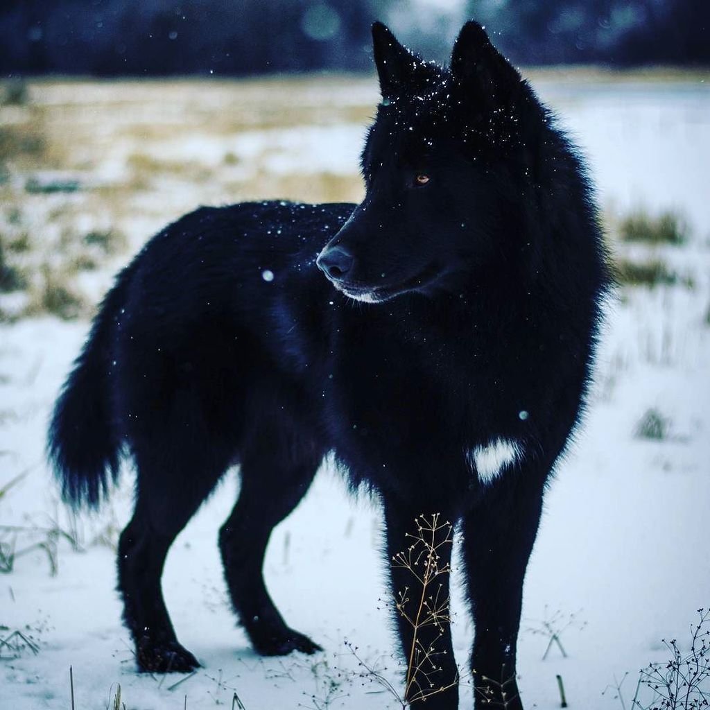 Черные волки книга