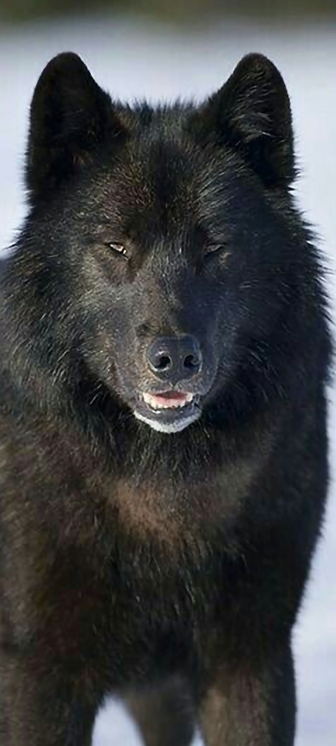 Волкособ канадский черный волк