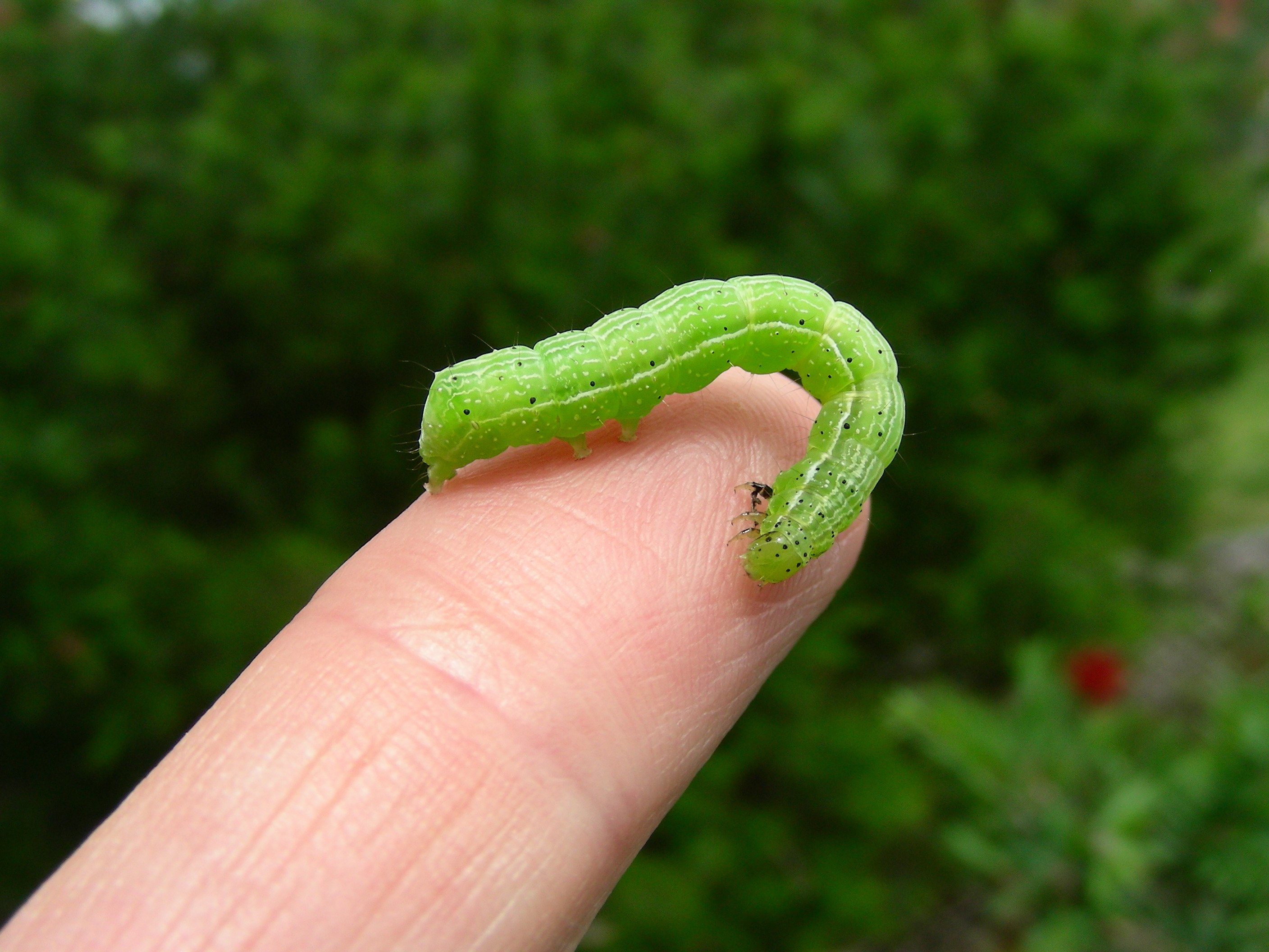 Зеленый червь оригинал. Зеленая гусеница бабочка капустница. Зеленая гусеница капустница. Гусеница капустной моли. Гусеница бабочки капустницы.