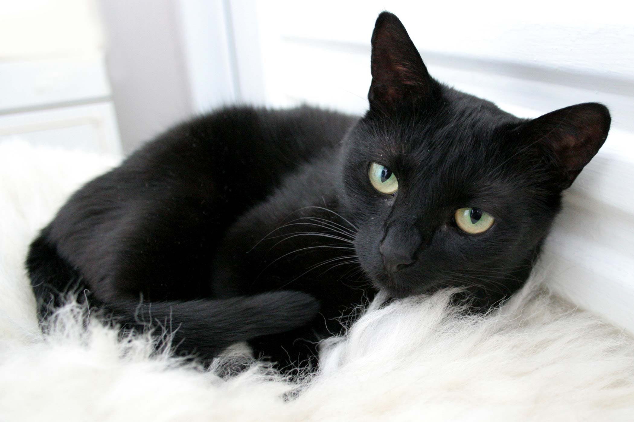 черный кот фото дома