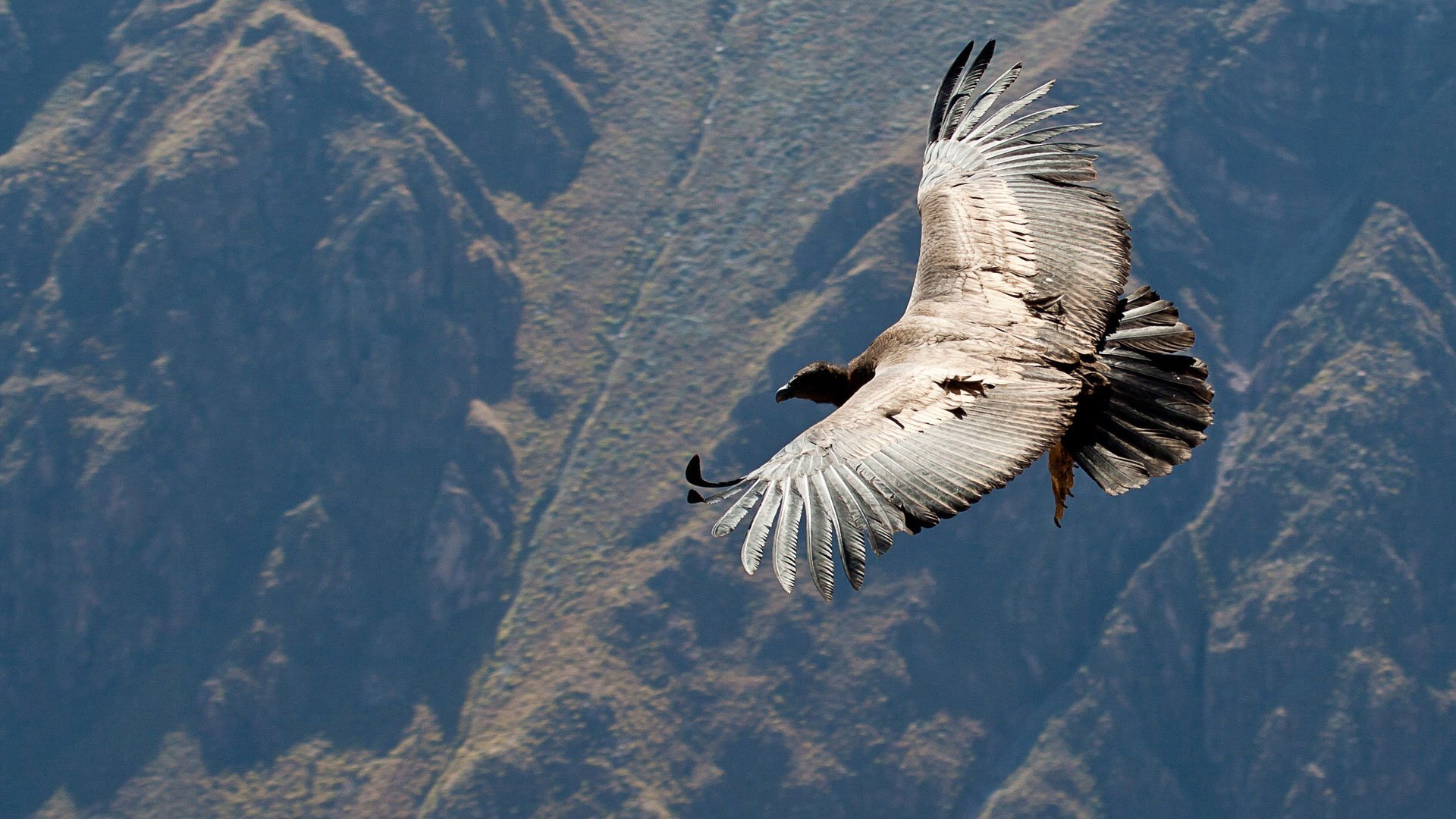 У парящих птиц большие крылья. Перу-Андский Кондор. Андский Кондор в полете. Птица Андский Кондор. Андский Кондор размах крыльев.