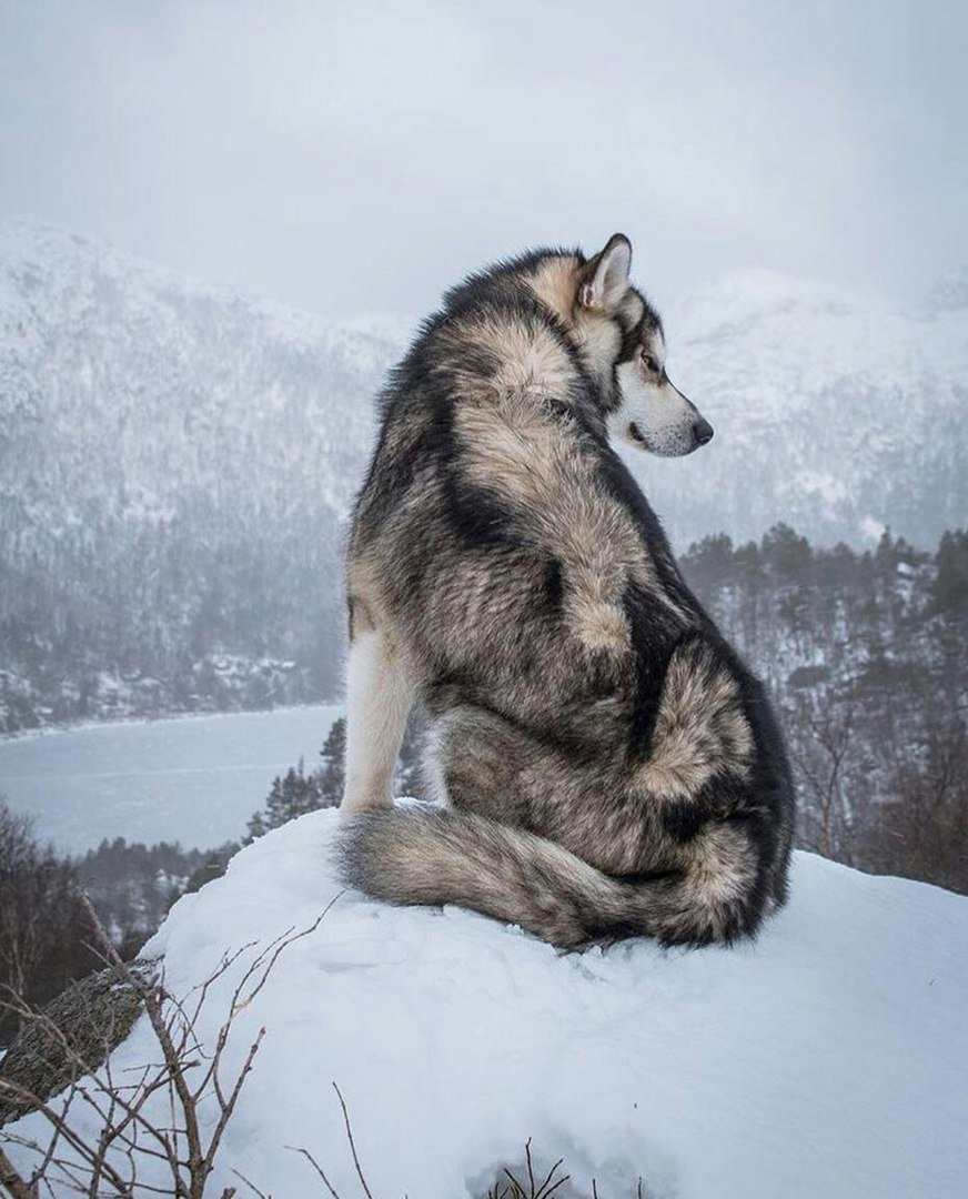 Быть похожа на волка. Сибирский хаски Волчий. Маламут и волк. Хаски и волк. Сибирский хаски снежный волк.