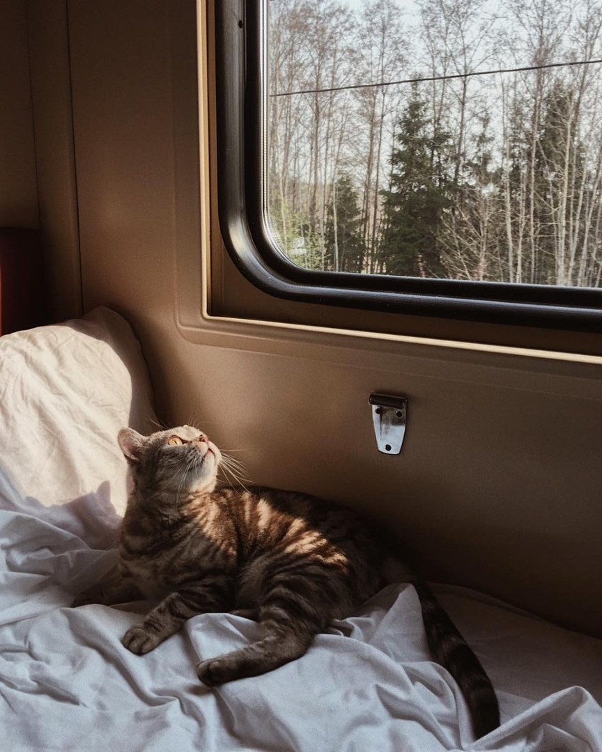 кот в поезде фото