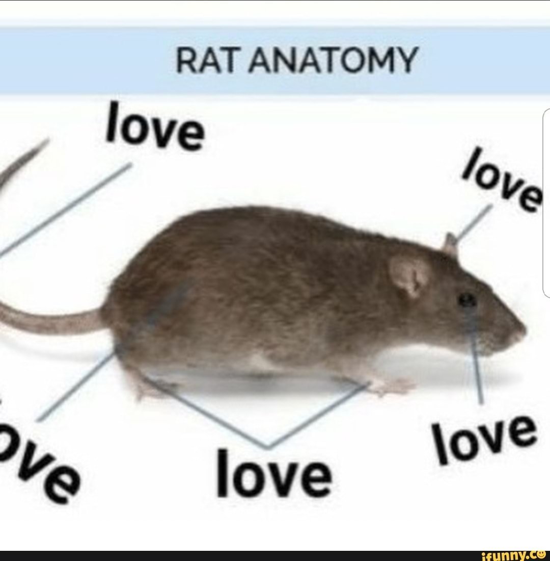 Крыса на английском