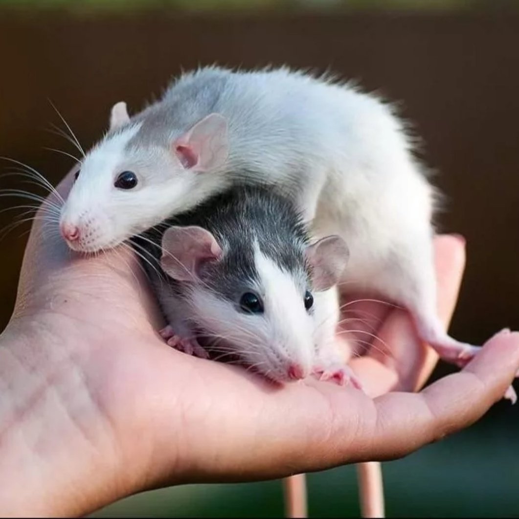 Маленькие крысы домашние