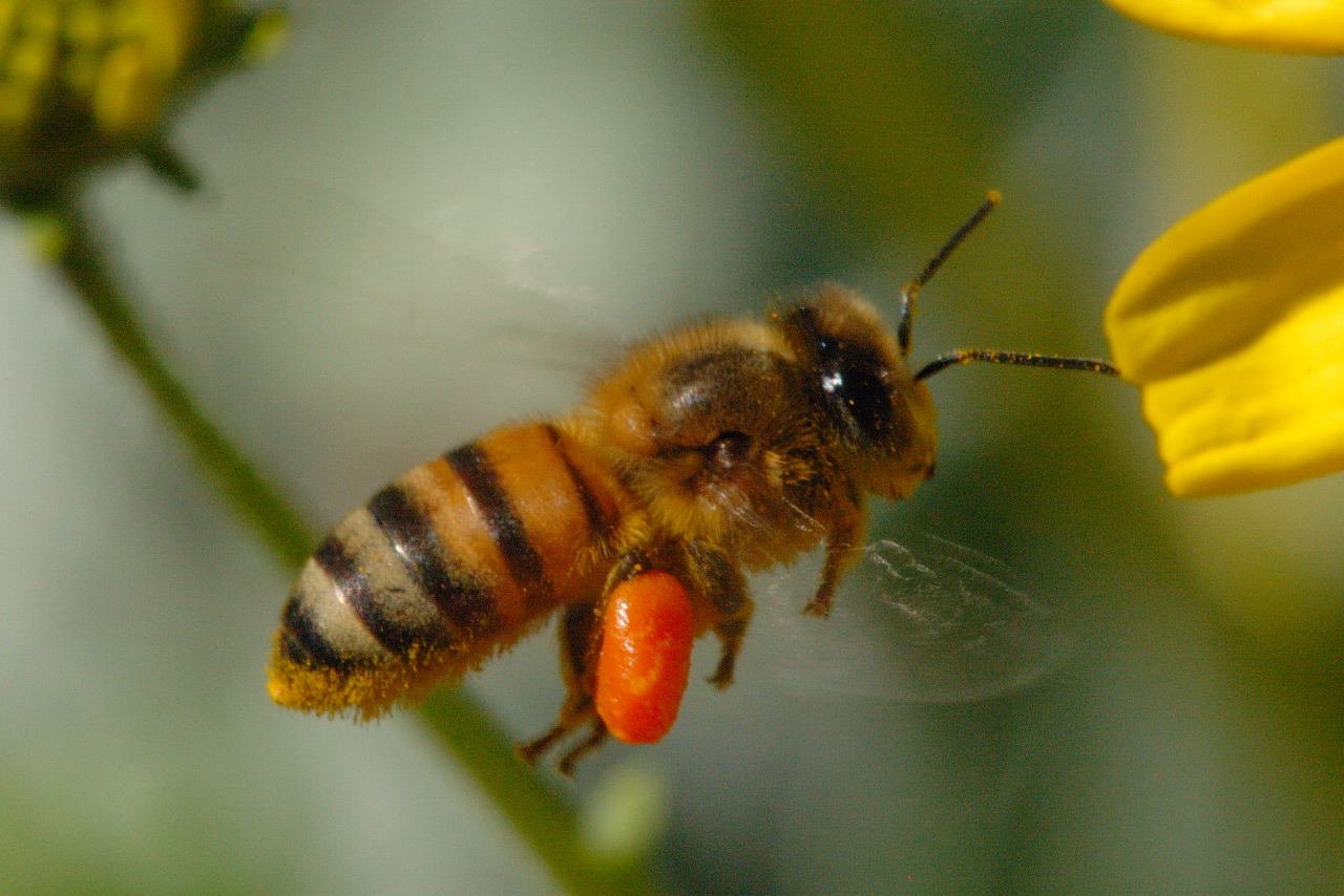 Маленькая пчела