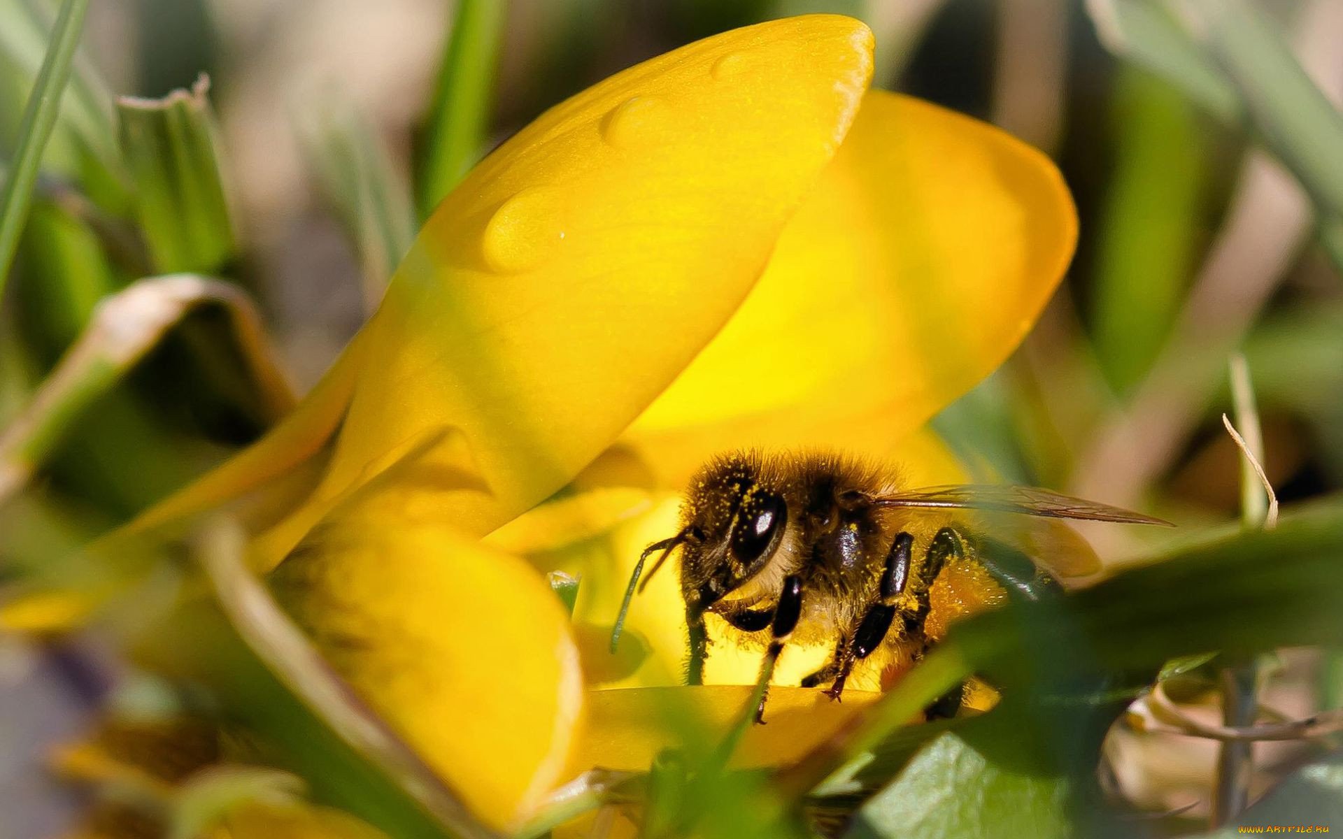 Пчелы картинки фото красивые необычные