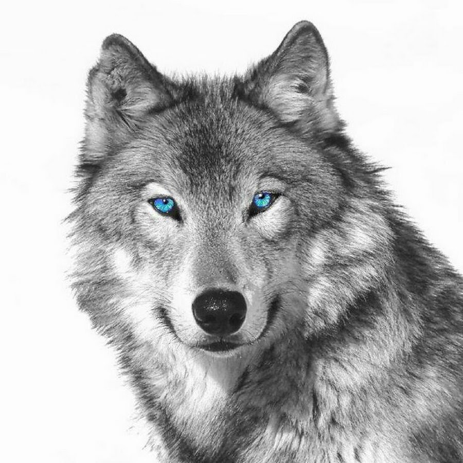 R wolf. Морда волка. Морда волка анфас. Волк портрет. Волчица.