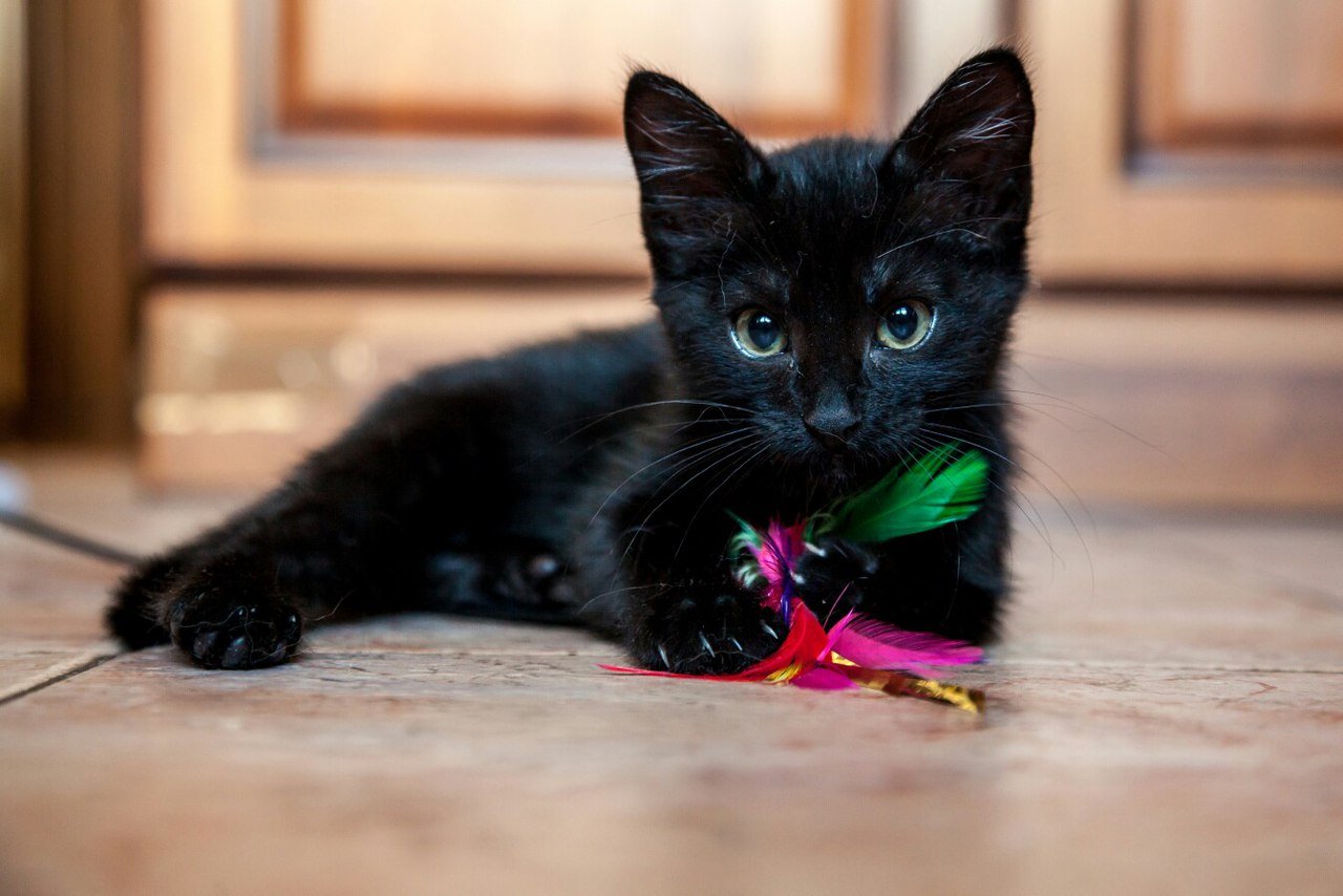 Черная кошка играть. Бомбейская кошка длинношерстная. Черный котенок. Черная кошка. Черненький котенок.