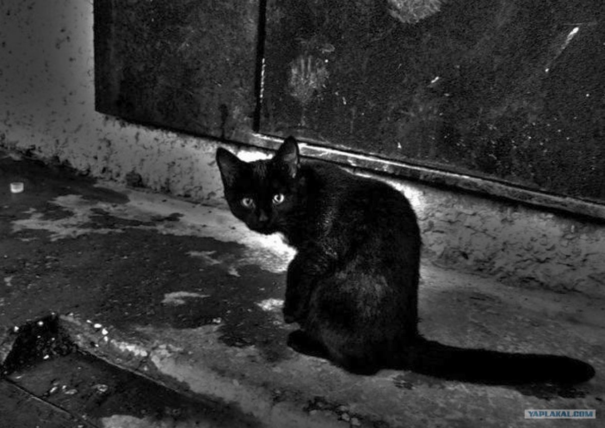 Бездомный черный котенок