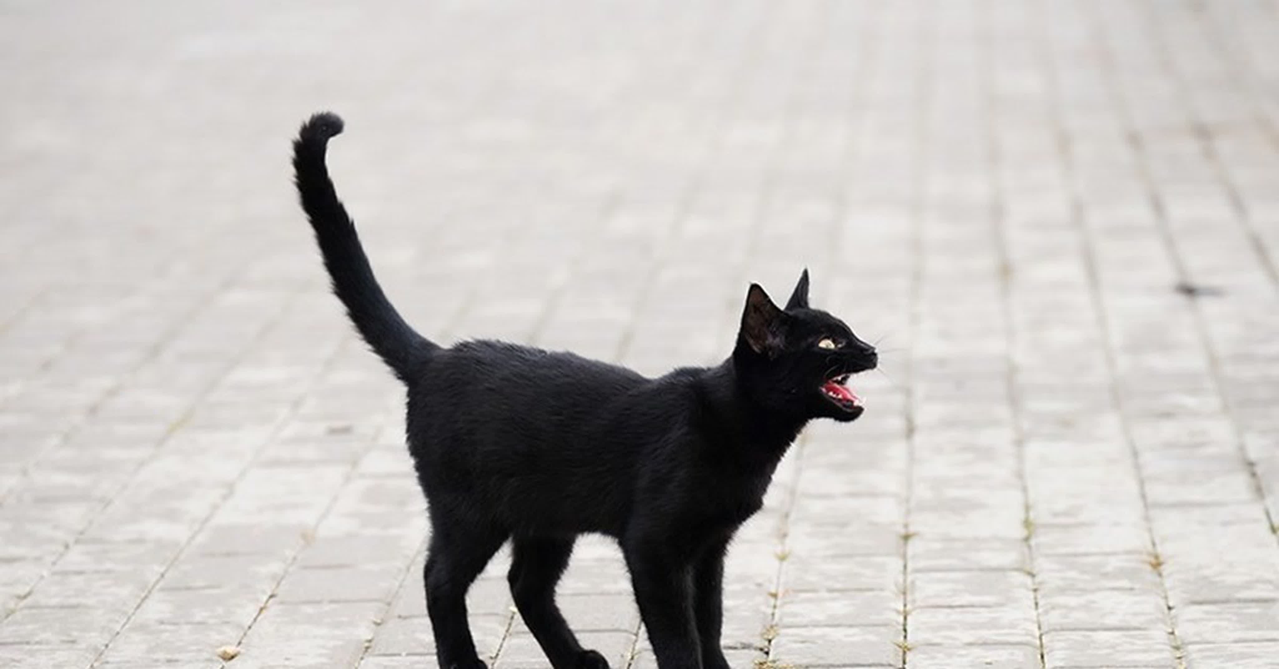 Квадробика черная кошка. Чёрный кот. Чёрная кошка перебежала дорогу. Черный кот переходит дорогу. Чёрный кот перебежал дорогу.