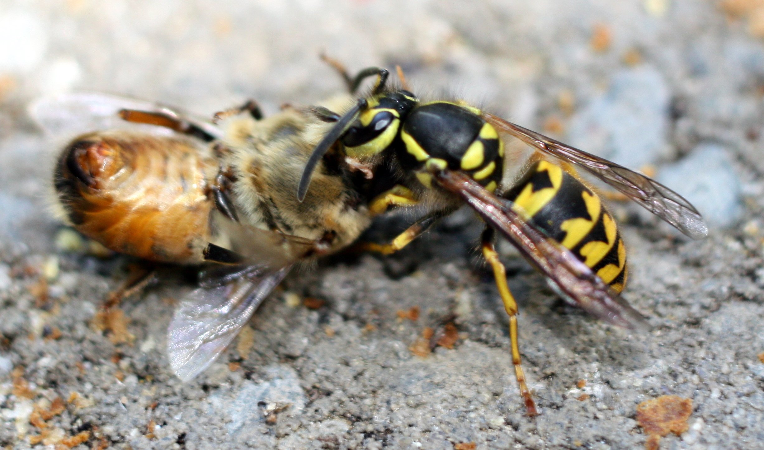Нападение осы. Шмель пчела Оса Шершень. Оса Yellow Jacket. Пчела Овод Шершень Оса. Оса пчела Шмель Шершень Муха.