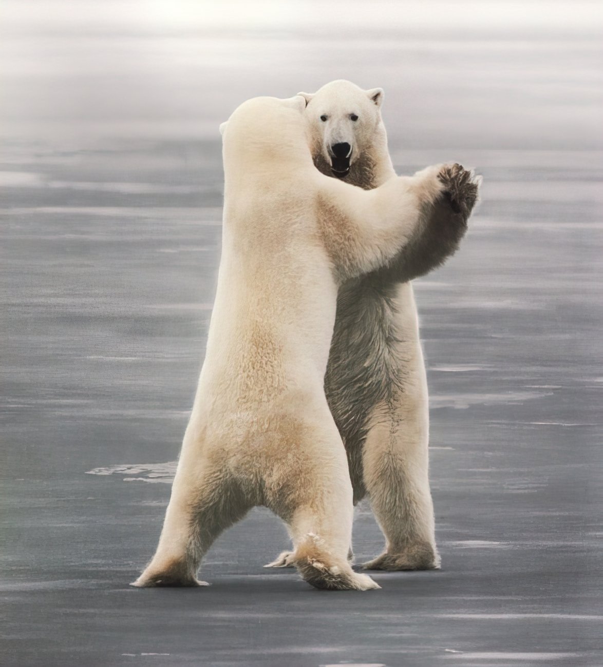 Dance bear com. Белый медведь. Белый медведь смешной. Медведь танцует. Танцующий белый медведь.