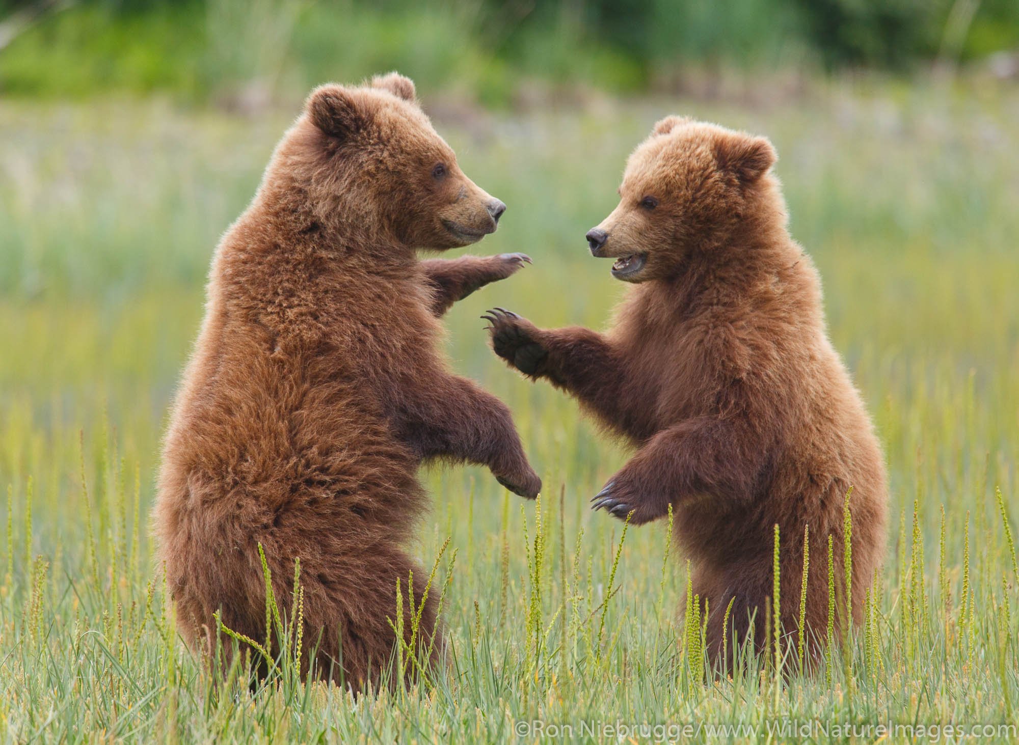 Почему 2 медведя. Пара медведей. Два медвежонка. Медведь танцует. Медведи обнимаются.