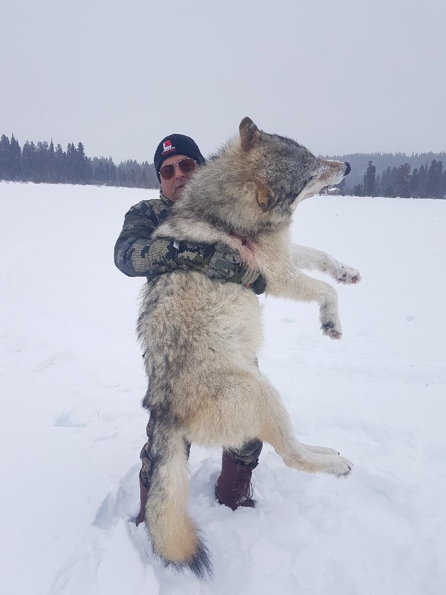 Якутский Полярный волк