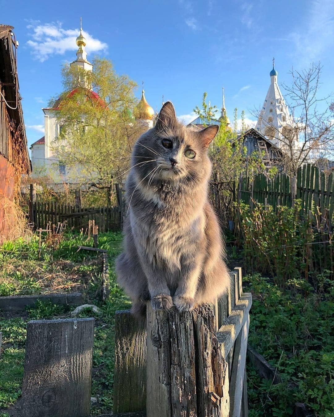 Кошка дачи купить. Деревенский кот. Деревенская кошка. Кот в деревне. Кот на заборе.