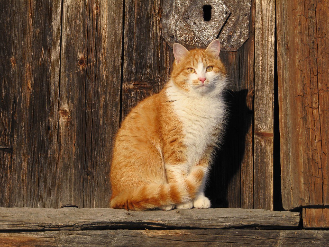 Кошка придет. Деревенская кошка. Кошка на крыльце. Рыжий деревенский кот. Рыжая кошка.