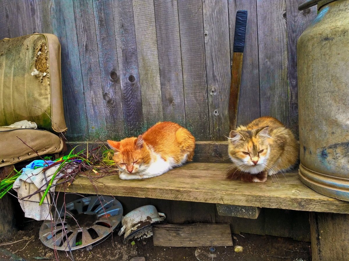 деревенские кошки фото