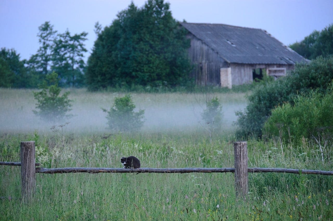 Уйти в деревню жить. Деревенское утро. Туман летом в деревне. Деревенская кошка. Деревенская тишина.
