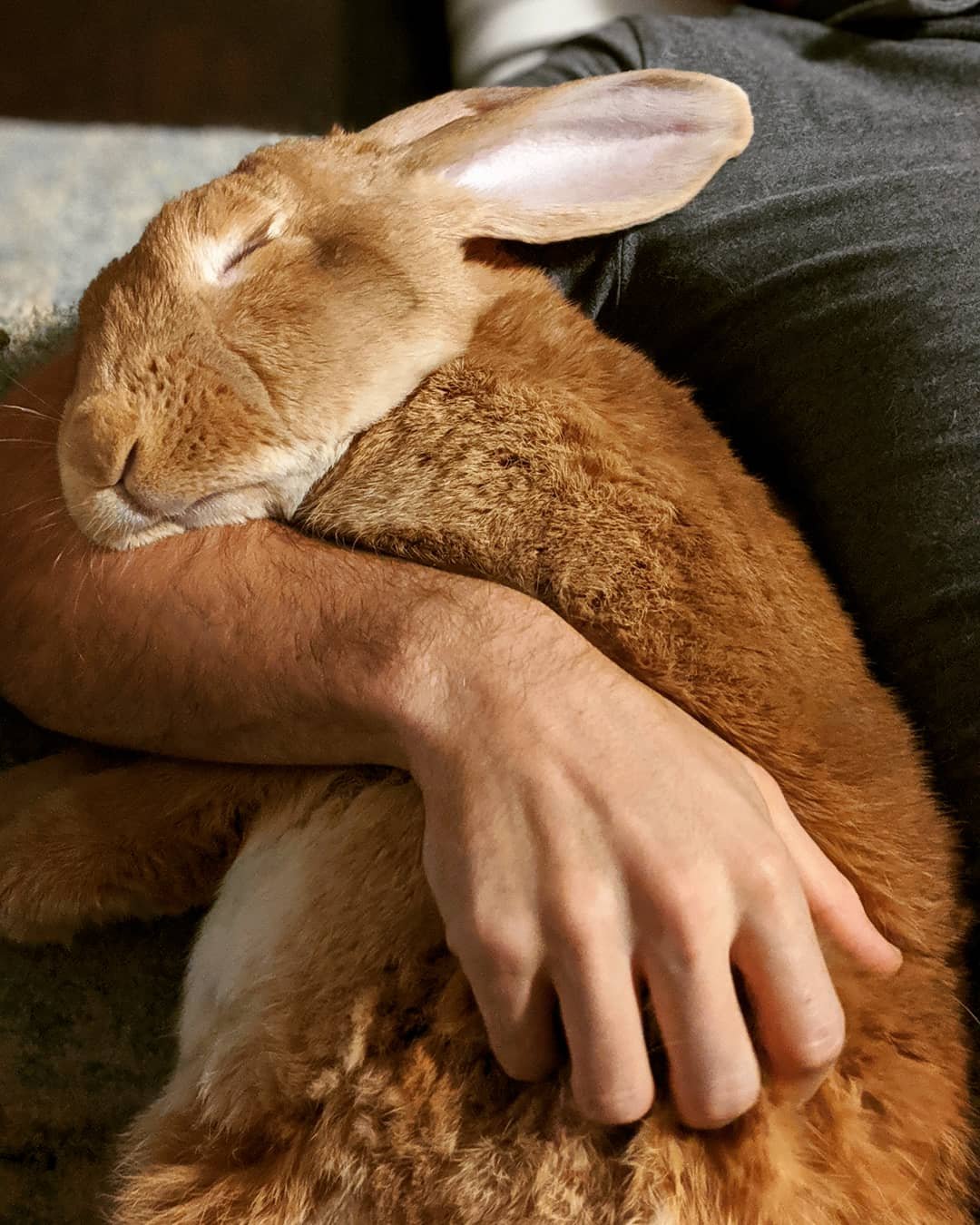 Уставшая зайка. Спящий заяц. Спящие кролики. Сонный зайчик.