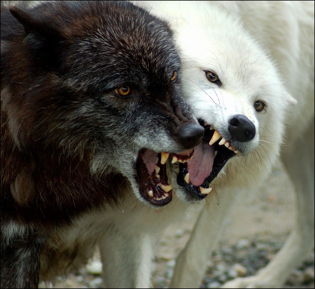 Т вока. Черный и белый волк. Два волка. Белый волк оскал.