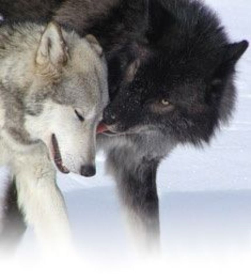 Черный волк и волчица