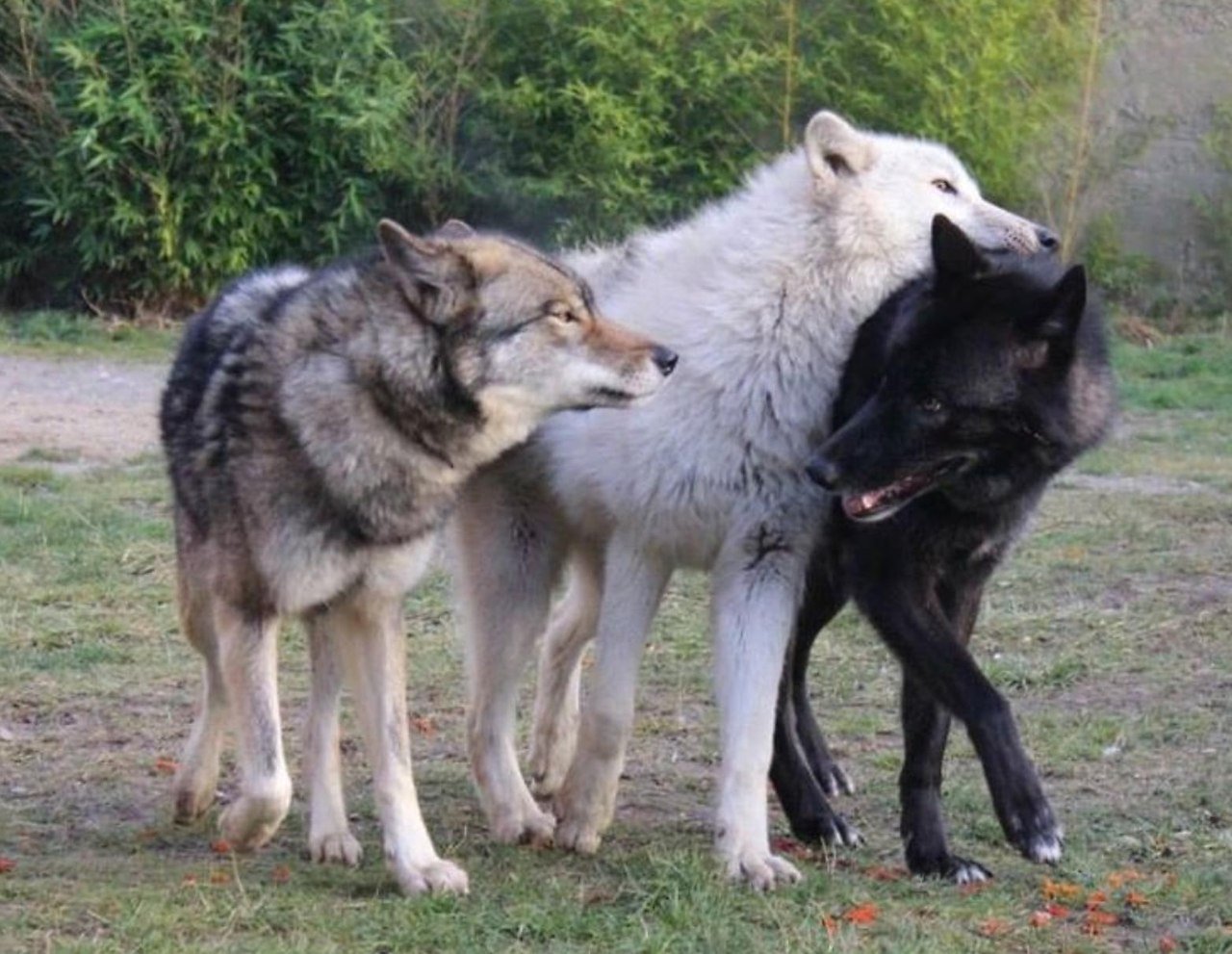Разные волки