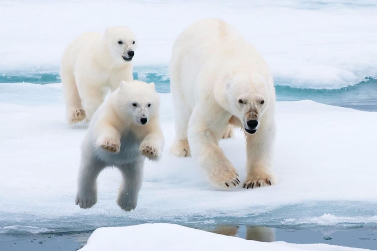 Арктика жизнь белого медведя. Белые медведи в Антарктиде. Животные Антарктиды белый медведь. Арктика – Антарктика белый медведь. Белый медведь Северный полюс.
