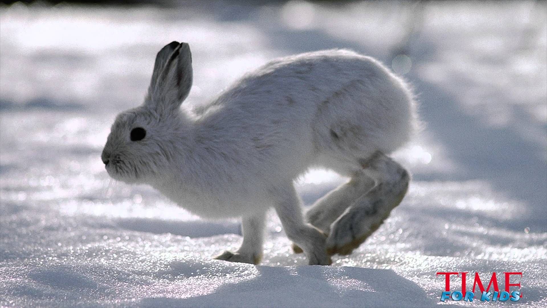 Изменение окраски шерсти у зайца беляка. Заяц Беляк в тундре. Заяц Беляк летом. Полярный заяц в тундре. Арктический заяц.