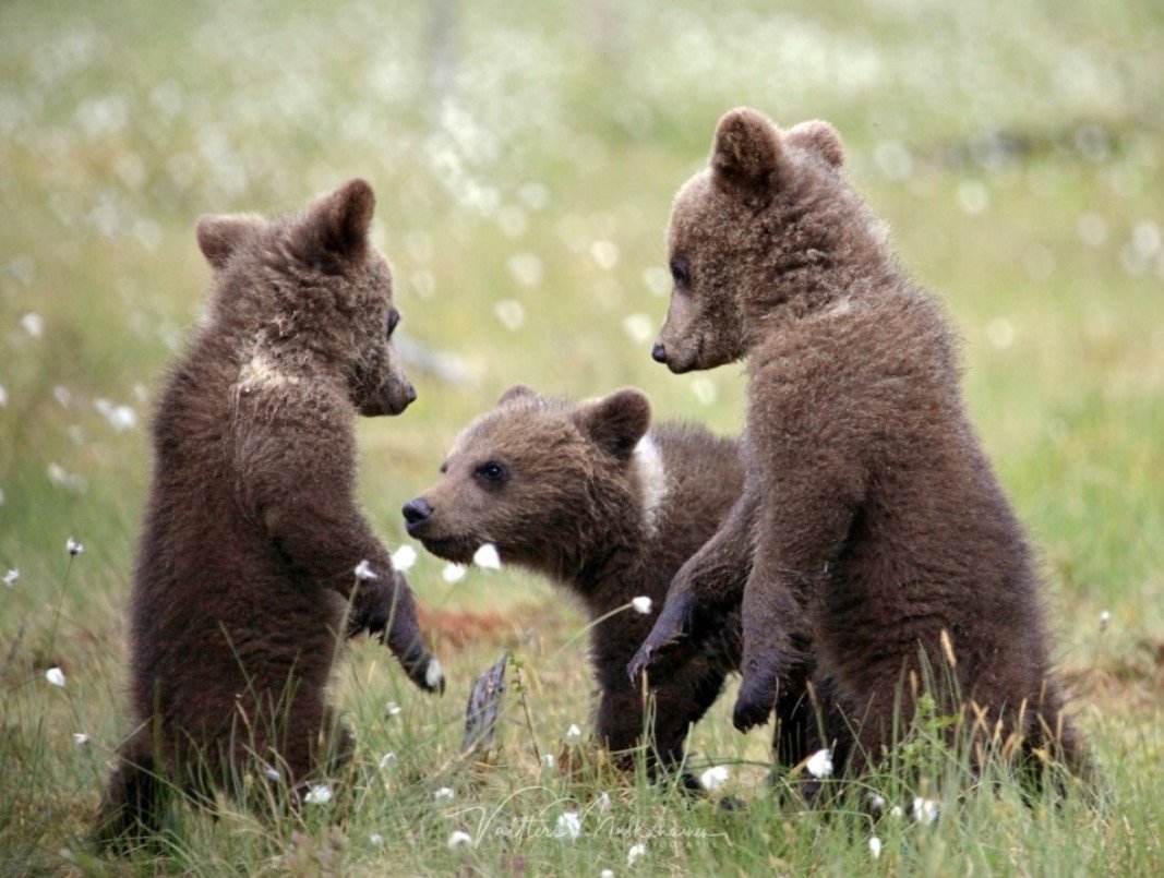 Фотографии 3 медведей. Медведь Пестун. Три медвежонка. Много медвежат. Медвежата в природе.