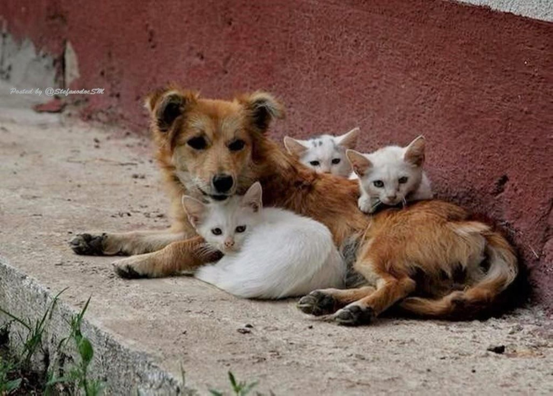 День животных в россии в 2024. Бездомные животные. Бродячие животные. Бездомные кошки и собаки. Уличные животные.