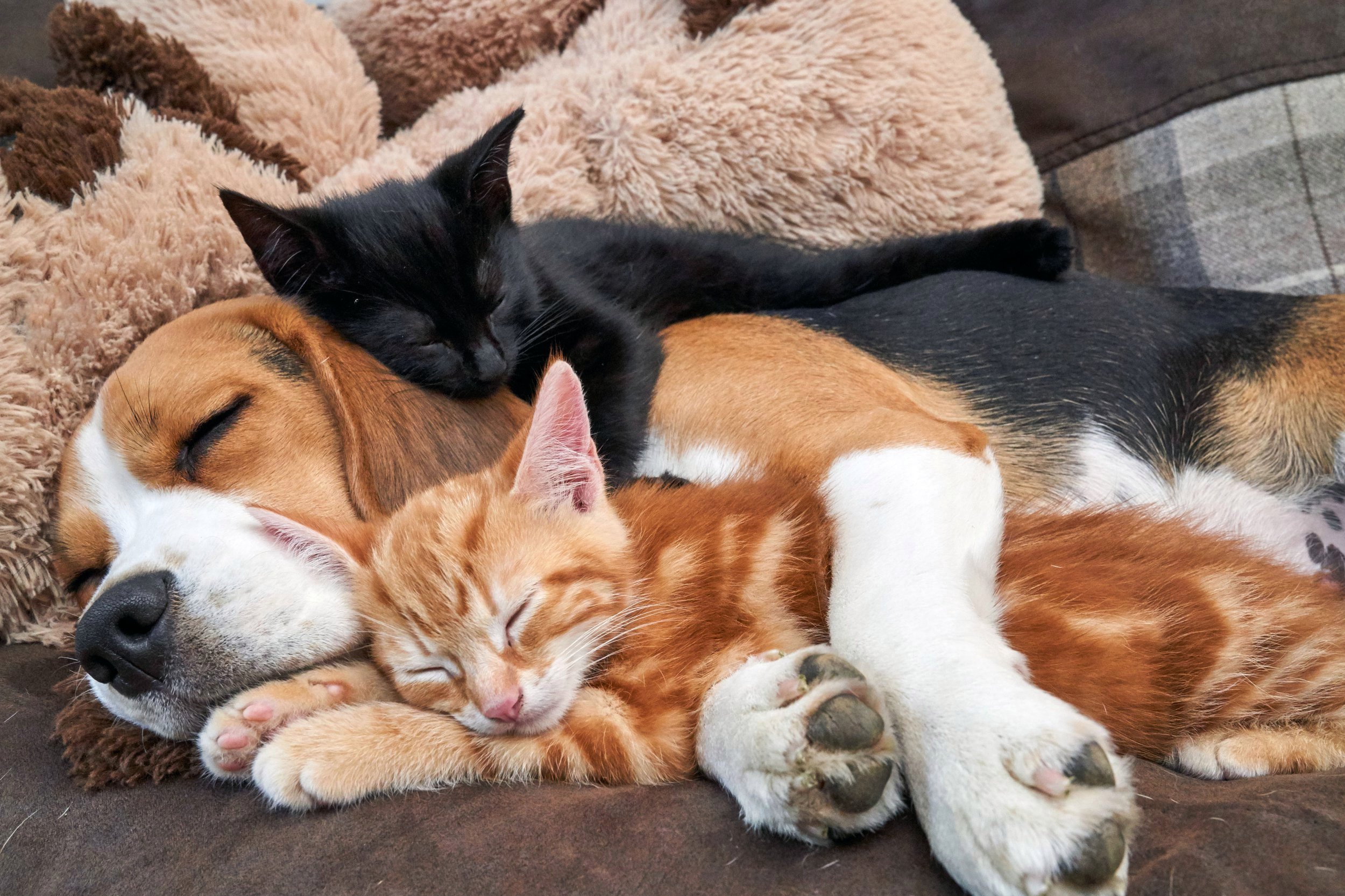 Собаки вместе спят. Кошки и собаки. Коти соьака спчт вместе. Собака и кошка вместе. Милые собачки и кошечки.